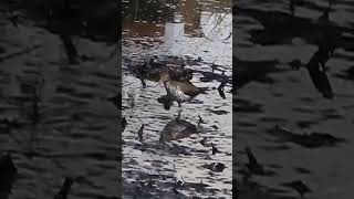 Sandpiper in the Shallows birds nature wildlife sandpiper [upl. by Wehner999]