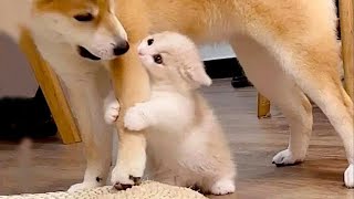 New Funniest Cats And Dogs Videos 😁 Best Of The 2023 Funny Animal Videos 😁  Cutest Animals Ever [upl. by Moe]