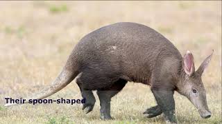 Aardvarks  aardvark facts [upl. by Paymar857]