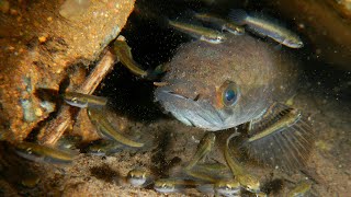 Snakehead fry in the wild [upl. by Ahsinawt]