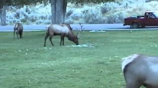 Bull Elk Ramming Cars in Yellowstone [upl. by Nosreffej]