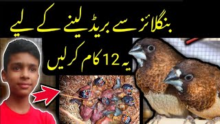 Bengalese Finch Breeding Tips🤗  Bengali Finch Information  100 Breeding Formulas [upl. by Consalve917]