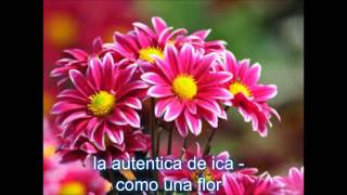 la autentica de ica  como una flor [upl. by Eilraep602]