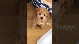 Teddy the poodle Barking like a warrior… [upl. by Laughry]