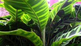 Calathea zebrina  Zebra Plant HD 01 [upl. by Coats]