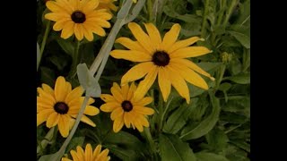 AAS Winner Indian Summer Rudbeckia [upl. by Yssirhc]