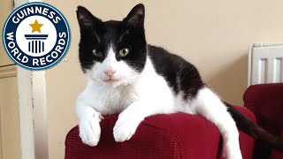 Loudest Purring Cat  Guinness World Records [upl. by Inttirb]