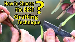 Best Grafting Techniques  WHICH Grafting Technique should I CHOOSE when grafting fruit trees [upl. by Lila]