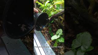 Adding some isopods to the forest floor isopods vivarium [upl. by Lleznod811]