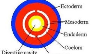 Germ Layers and Coelom [upl. by Charron]