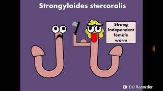 Strongyloides stercoralis داء الأسطوانيات [upl. by Goodman267]