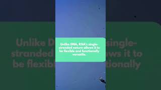 RNA definition overview shorts rna genetics molecularbiology trna mrna rrna information [upl. by Aenaj]