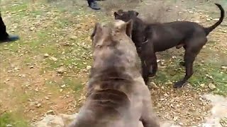 Pitbull destroys a Cane Corso [upl. by Ailadi]