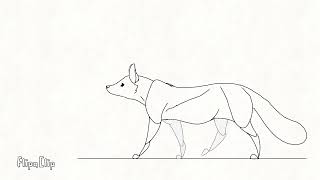 Fox walk cycle animation practice [upl. by Eirehs]