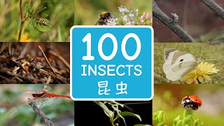 100 Insects in Japanese amp English  一百種の昆虫の日本語と英語の名前  子供、幼児、赤ちゃんが日本語と英語を学ぶための教育ビデオ [upl. by Vipul]