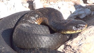 Tiger Snakes  Cold Blooded Cousins [upl. by Finley]