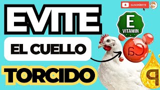 😎 COMO CURAR a un POLLO con el CUELLO TORCIDO 🎉 [upl. by Anaul]