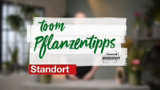 toom Pflanzentipps  Standorte für Zimmerpflanzen  toom Baumarkt [upl. by Chui801]