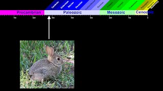 Evolution The Evidence  Episode 15 A Precambrian Rabbit [upl. by Eimmat]