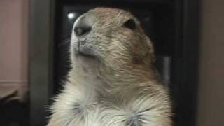 A Dramatic Prairie Dog scare [upl. by Engdahl]