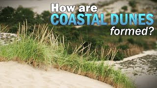 How Are Coastal Dunes Formed [upl. by Marra]