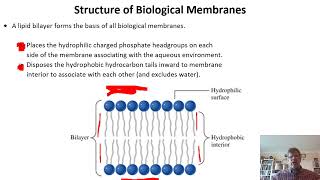 Biochemistry Lecture 5 [upl. by Adnek448]