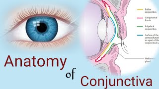 Anatomy of Conjunctiva  conjunctival parts and layers Human eye [upl. by Ginnie]