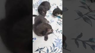 New born kittens [upl. by Bail168]