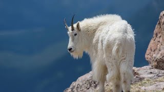 Top 10 High Altitude Survivors Mountain Animals [upl. by Bensen]