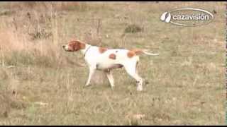 El pointer perro de caza y competicion [upl. by Kinata]