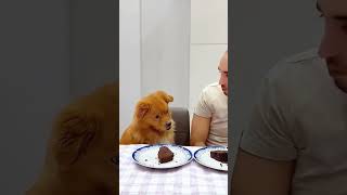 Pet friendly dog part 10 funny funnypetsmoments doglover pets petlaughs dogowner funnyvideo [upl. by Clarisa946]