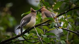 Cedar Waxwing courtship ritual [upl. by Sidon]