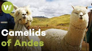 Humpless camelids the South American llama and alpaca are essential to life in the Andes [upl. by Je186]