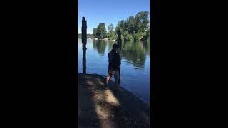 Sturgeon fishing upper willamette river [upl. by Adnahsat]