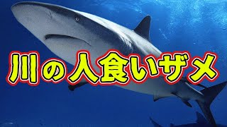 川に現れる人食いオオメジロザメが危険すぎる【解説動画】 [upl. by Adamsun927]