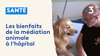 Médiation animale  une chienne pour aider les malades de la polyclinique des Bleuets de Reims [upl. by Furiya]