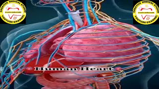 Human heart and spleen anatomy structure and location spleen function [upl. by Anot30]