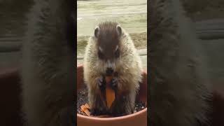 Baby woodchucks are eating flowers and everything as they always do shorts [upl. by Madlin]