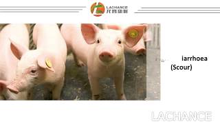 Prevent Piglets Diarrhea  How to cure piglets diarrheascour with SAFE way [upl. by Mcfadden]