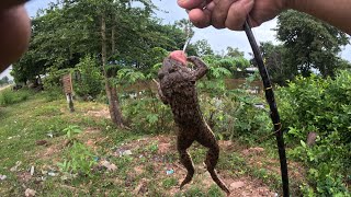 Snakehead And Frog Fishing  Catch And Release [upl. by Ttreve519]