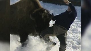 WILD Angry Bison Charges at Ex Fire Fighter [upl. by Latini]