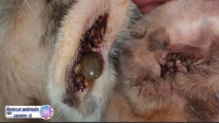 I remove a thousands of ticks on dog [upl. by Emmuela]