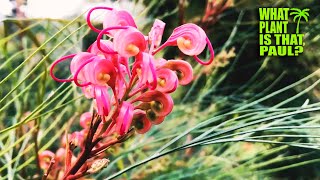 The Ultimate GREVILLEA Variety MEGA MIX  Over 1 Hour of Grevillea Spotlights  Beautiful BLOOMS [upl. by Tina357]