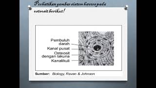 video sistem Havers pada Osteosit materi kelas 8 SMPMts [upl. by Kcitrap]