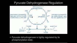 Pyruvate Dehydrogenase Covalent Regulation [upl. by Adelpho367]