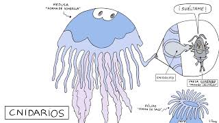 ANIMALES INVERTEBRADOS PORÍFEROS CNIDARIOS EQUINODERMOS GUSANOS MOLUSCOS Y ARTRÓPODOS 1ºESO [upl. by Aima]