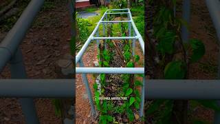 New style of vertical trellis for farming  Betel leaf farm shorts [upl. by Weston]