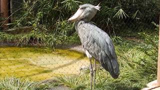 【動物園の鳥】上野動物園 Ueno Zoo ハシビロコウ Shoebill（動かない鳥が首をくるくる） （Ｈ2596） [upl. by Drauode]