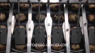 Quail Egg farmpacker repacker www egg grader com [upl. by Wooldridge]