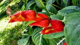 how to grow beautiful sanchezia plants [upl. by Ridglee]